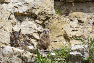 Eurasian Eagle-owl (Bubo bubo) adult bird at nest with chicks Germany
