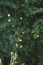 Summer evening in a park, insect flight, Germany