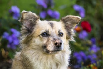 Light brown mixed-breed dog, medium-length coat, portrait, in the garden. Older dog, white muzzle.