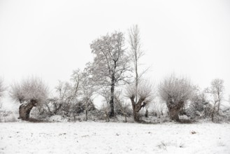 Winter walk through a landscape with old gnarled pollarded trees, pollarded willows in the snow on