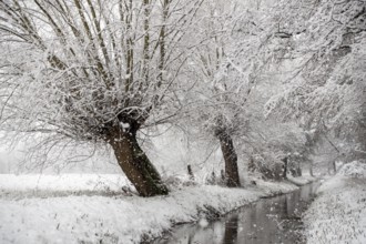 Stream, old drainage ditch in the Rhine floodplains near Meerbusch in winter with snow, Ilvericher