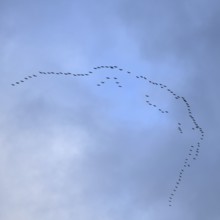 Cranes, grey cranes (Grus grus), crane migration, return of the cranes, cranes flying over, large