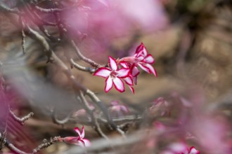 Multiflorous desert rose (Adenium multiflorum) also known as Sabi star, many pinkish white flowers,