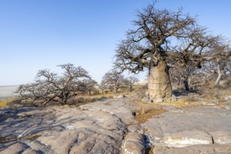 African baobab or baobab tree (Adansonia digitata), several trees, Kubu Island (Lekubu), Sowa Pan,
