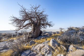 African baobab or baobab tree (Adansonia digitata), overlooking the salt pan, Kubu Island (Lekubu),