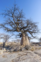African baobab or baobab tree (Adansonia digitata), between round rocks, Kubu Island (Lekubu), Sowa