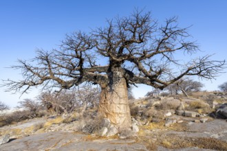Large baobab tree, African baobab or baobab tree (Adansonia digitata), Kubu Island (Lekubu), Sowa
