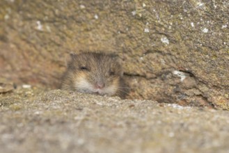 Brown rat (Rattus norvegicus) juvenile baby rodent animal emerging from a hole in an urban