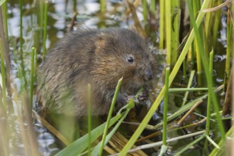 Water vole (Arvicola amphibius) adult rodent animal feeding amongst reeds in a pond in summer,