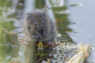 Water vole (Arvicola amphibius) adult rodent animal feeding on pond weed in a reedbed in summer,