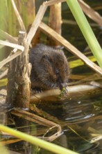 Water vole (Arvicola amphibius) adult rodent animal feeding on pond weed in a reedbed in summer,