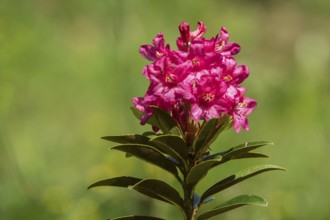 Rusty-leaved alpenrose (Rhododendron ferrugineum), also known as rusty red alpine rose or rusty red