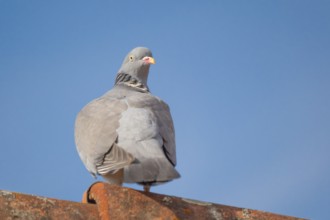A wood pigeon (Columba palumbus) sitting on the roof ridge of a house, animal photo, bird, bird