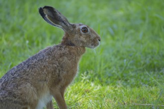 A hare (Lepus europaeus) sitting in the grass, animal photo, nature photo, wildlife, fauna,
