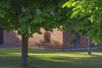 View through two chestnut trees to a part of a barn, Böhme, Heidekreis, Rethem Aller, Leine Aller