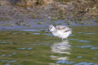 Avocet (Recurvirostra avosetta), chick foraging in the water, Texel, province of North Holland,