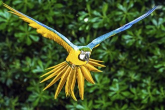 Blue-and-yellow macaw, Ara ararauna, bird in flight