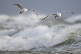 Herring gulls (Larus argentatus) in flight over the surf looking for starfish, Hvide Sande, North