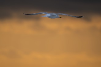 Herring gull (Larus argentatus) in flight over the surf looking for starfish, evening mood, Hvide