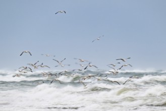 Herring gulls (Larus argentatus) in flight over the surf looking for starfish, wipe image, long
