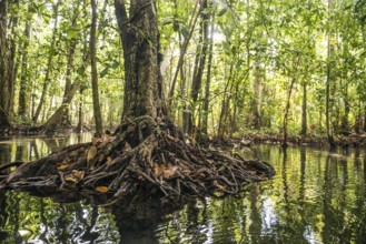 Lagoon, Klong Rud, Klong Nam Sai, Ao Nang, Krabi, Thailand
