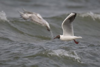 Black-headed gull (Chroicocephalus ridibundus) in summer plumage, flying above the sea surface,
