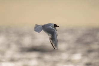 Black-headed gull (Chroicocephalus ridibundus) in summer plumage, flying above the sea surface,