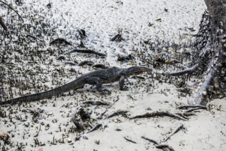 Waran, Railay Beach East, Ao Nang, Krabi, Thailand