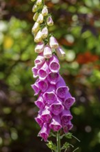 Common foxglove (Digitalis purpurea), Sieversen, Rosengarten, Lower Saxony, Germany