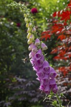 Common foxglove (Digitalis purpurea), bumblebee approaching, Sieversen, Rosengarten, Lower Saxony,