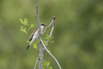 Red-backed shrike (Lanius collurio) with impaled mouse, Emsland, Lower Saxony, Germany