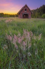 View of grasses and an open half-timbered barn standing on a pasture in the sunset, meadow, spring,