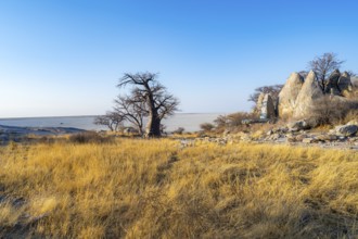 African baobab or baobab tree (Adansonia digitata), several trees overlooking the salt pan in the