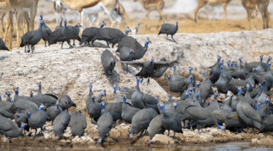 Helmeted guinea fowl (Numida meleagris), flock at the waterhole, Nxai Pan National Park, Botswana