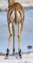 Impala (Aepyceros melampus) at a waterhole, black heeler antelope, male from behind, Nxai Pan