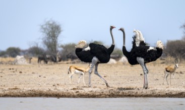 Common ostrich (Struthio camelus), two adult males at a waterhole, threatening, imposing behaviour,