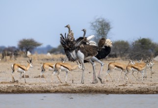 Common ostrich (Struthio camelus), adult male and female at a waterhole, courtship behaviour, Nxai