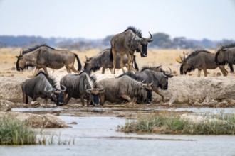 Blue wildebeest (Connochaetes taurinus), group drinking at a waterhole, Nxai Pan National Park,