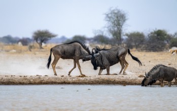Blue wildebeest (Connochaetes taurinus), two males fighting at a waterhole, Nxai Pan National Park,
