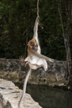 Monkey on the beach, macaque, Ao Nang Beach, Ao Nang, Krabi, Thailand