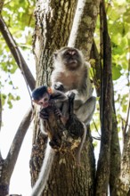 Monkeys on the beach, macaques, Ao Nang Beach, Ao Nang, Krabi, Thailand