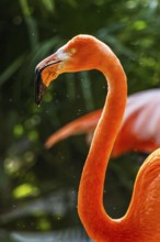 American flamingo, Phoenicopterus ruber, group of birds