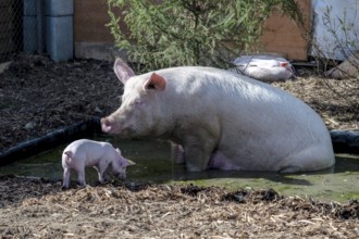 Mother pig with piglet