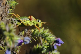 Steppe saddle grasshopper, steppe saddle grasshopper (Ephippiger ephippiger), male, on Viper's