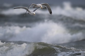 Herring gulls (Larus argentatus) in flight over the surf looking for starfish, Hvide Sande, North