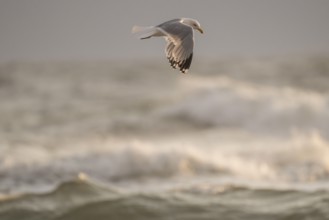 Herring gull (Larus argentatus) in flight over the surf looking for starfish, evening light, Hvide