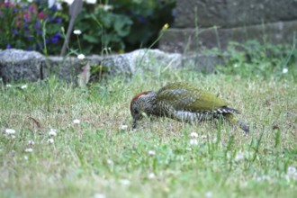 Green woodpecker (Picus viridis), June, Germany
