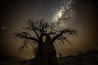 Silhouette of a baobab tree with starry sky and Milky Way, African baobab (Adansonia digitata),