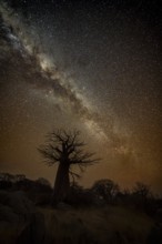 Silhouette of a baobab tree with starry sky and Milky Way, African baobab (Adansonia digitata),