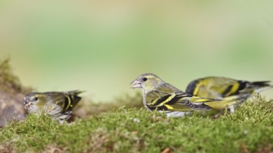 Siskin (Carduelis spinus), female sitting on moss, mossy ground, Wilnsdorf, North Rhine-Westphalia,